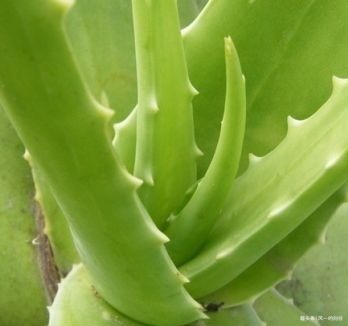 这三种绿植堪称睡眠神器，卧室养一盆，从此睡眠无忧