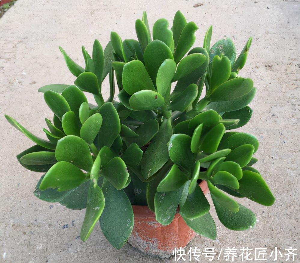 秋天可以叶插6种植物，一片叶子就能繁殖，养1年就能变大苗