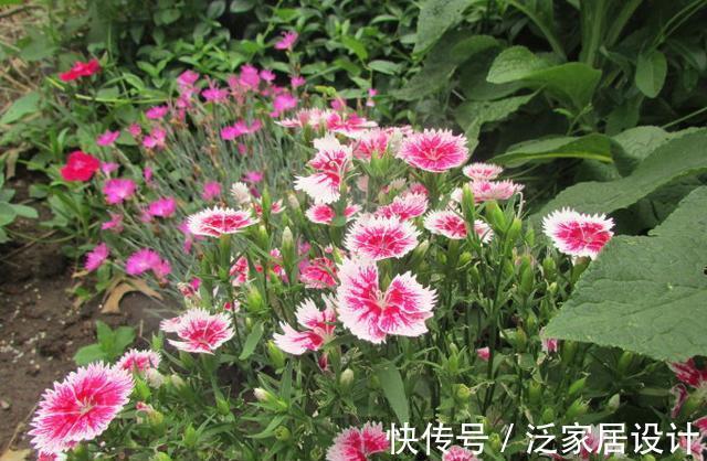 庭院|易泛滥的三种花,看起来却很“可爱”,想养考虑好,别上当