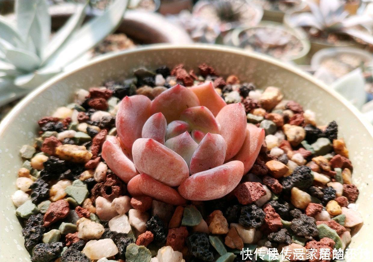 想要养好多肉,这4个方面绝对是关键,冬天更要注意