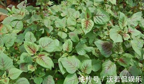 冰草|不管男女过了四十多吃6种野菜，能够补充身体营养，帮助增强体力