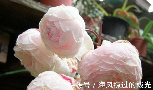 夏洛特|20种月季花品种介绍，简直美爆了！收藏啦……！