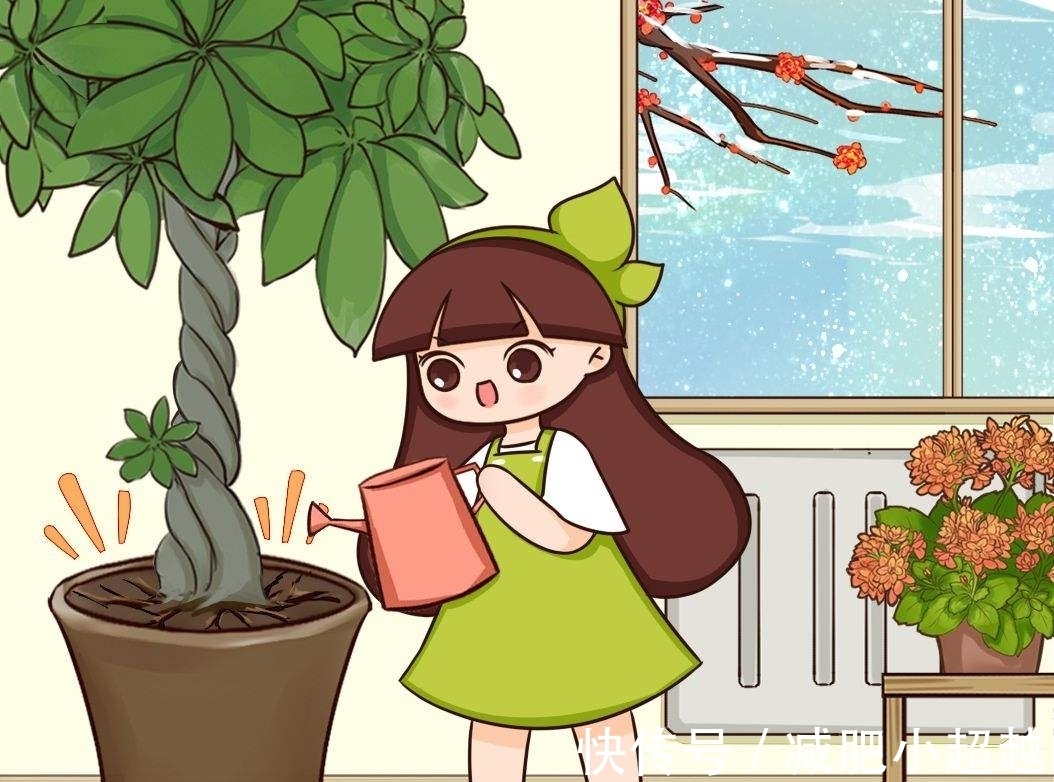 寓意好的发财树,这么养护,叶片不发黄!