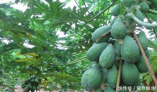 能补充营养和培养抗病能力的木瓜,农民们抓住三点不能全部吃的木瓜
