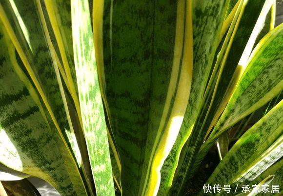 虎皮兰“长斑”,3招让它彻底“祛斑”