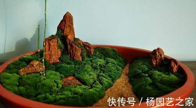 成品|用苔藓做“盆景”,投入不过油钱,成品价格不菲