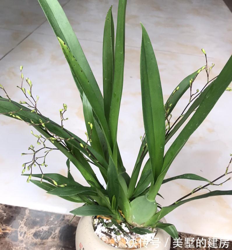 战斗鸡|兰花中的“战斗鸡”,同时开花几百朵,满屋子都是奶香气