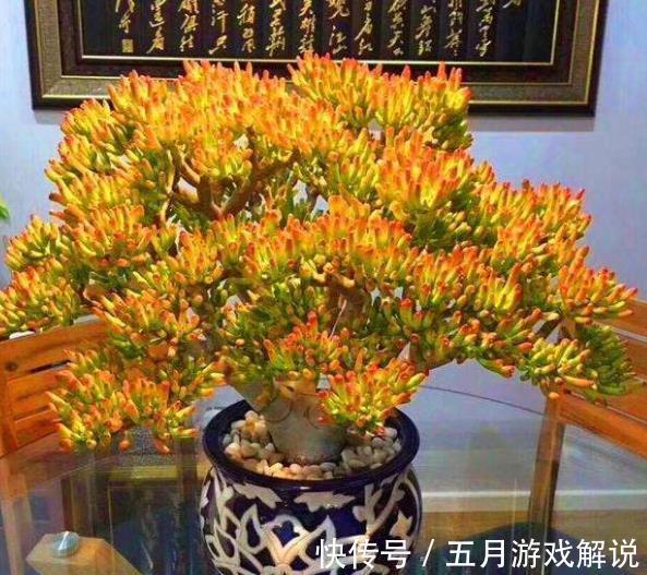 冬天养了4种漂亮多肉,保暖工作做到位,安全过冬上色美