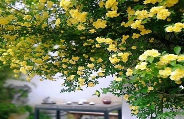 左邻|院子再小,也要养棵它,2年长一片,开花特别美,左邻右舍都说香