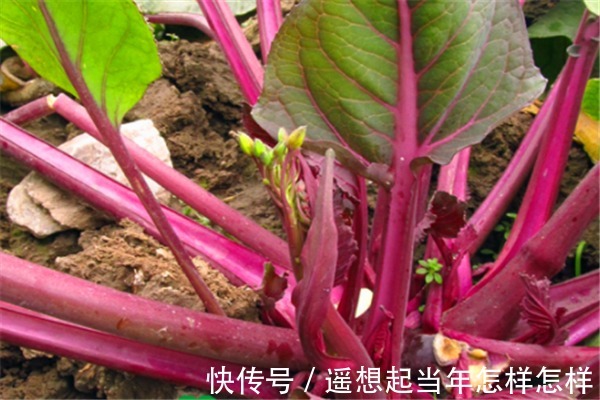 长寿|人到中年想长寿,推荐吃三种食物,排毒瘦身,增强抵抗力