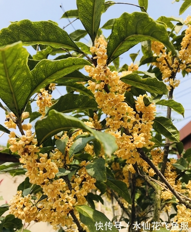 农历9月12寒露后，养什么花？以下3种花，事事顺心幸福长伴