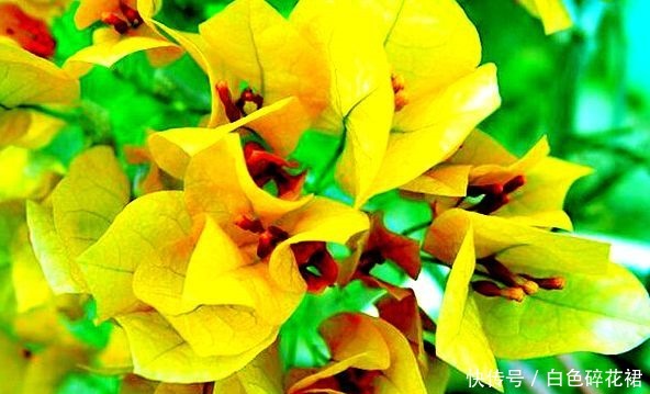 喜欢菊花,不如养盆“三角梅”,盛开的花盆,绚丽多姿