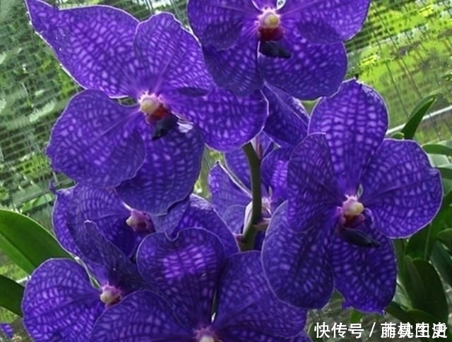 老爸|老爸买了两盆兰花很特别，养兰这么多年还头一次见过