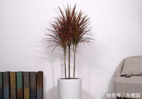 净化空气|这“4种花”再穷也要养,还能带来财运,难怪有钱人家都会摆放