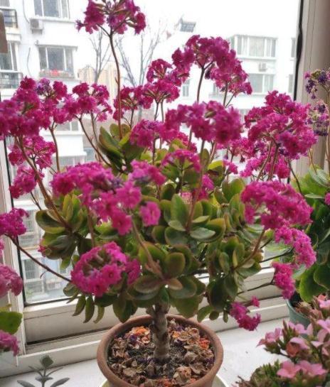 6种常见的“漂亮花”,好养少浇水,养成盆景“身价”翻倍