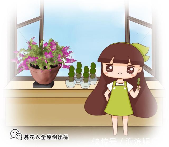 单糖|喂点“甜水”，蟹爪兰不烂根不黄叶，还开满盆花