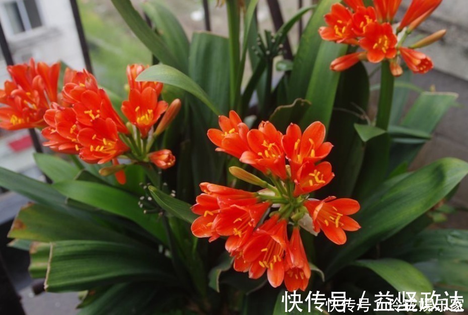 根系|君子兰僵苗、黄叶怎么办1个方法一次性解决,到了花期准时开花