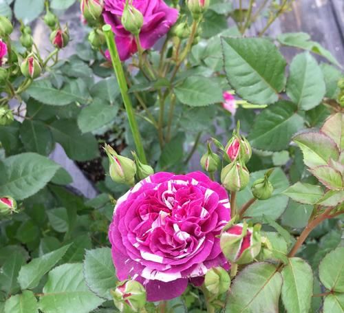 这花真好看，种一棵养2年长一片，一年能开200天，人人见了都夸美