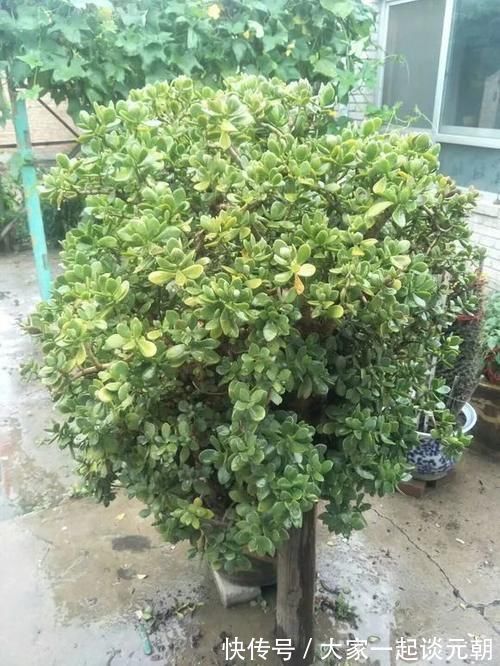 铁树|能养100年的花,养一盆成传家宝,越老越值钱!