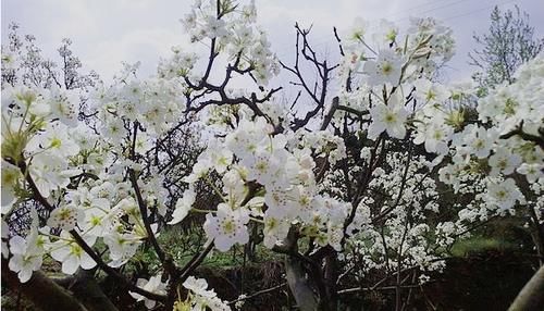 中年|春游眉山，这些赏花打卡地你去了吗