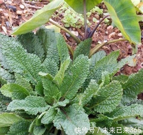 曼陀罗|6种常见“野草”,以往人们不在意,一听名字这也太美了,要养