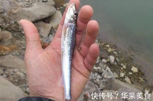 鱼种|长江中渐渐消失的鱼种,浑身棍子肉,俗称“船丁子”