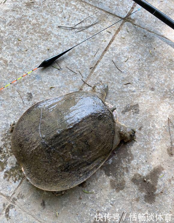 这几种昂贵鱼即将停口,再不钓要等明年,攻略分享