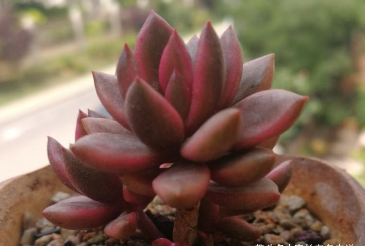 有一种多肉名字尴尬不想养,但非常适合女士养,它就是苏菲儿