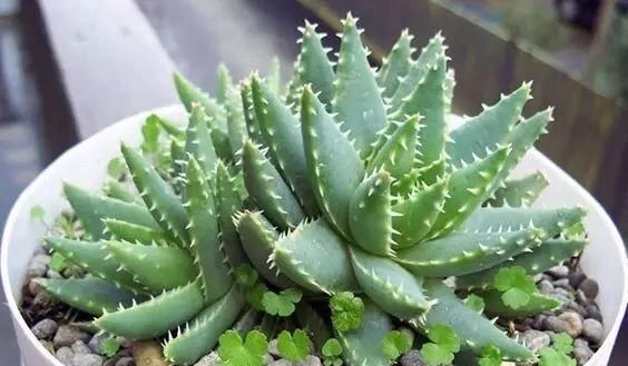 肥厚|养芦荟,记住1个小要点,侧芽冒20个,叶片翠绿肥厚,一年爆盆