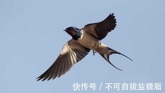 俗语：“两鸟进门，不富也喜”，你知道是哪2种鸟吗？为何没喜鹊