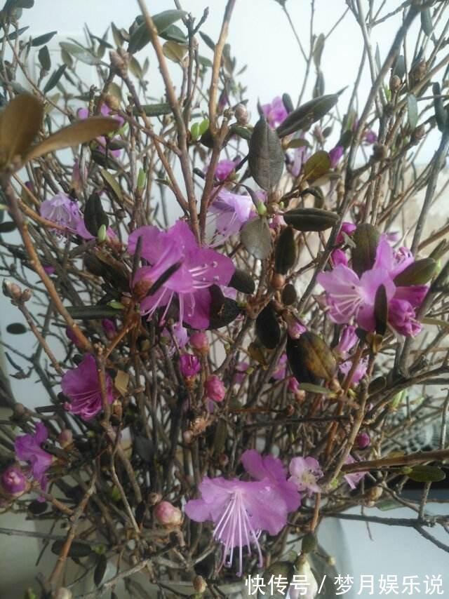 干枝杜鹃|干枝杜鹃不能买，罪恶产业链，没有买卖就没有盗采