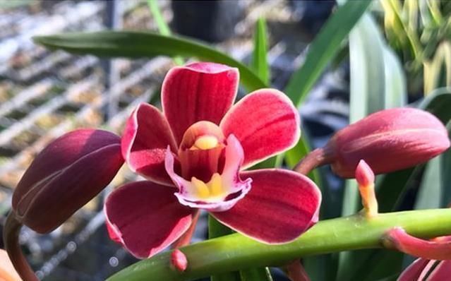 健壮|它是兰花极品,比玫瑰好看,比茉莉还香,家里放一盆,满屋花飘香