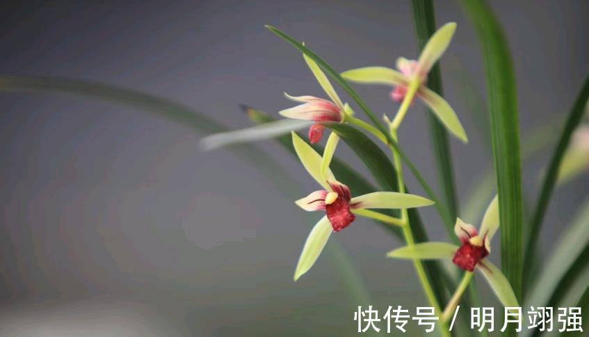 小国|兰花中好养的品种就属建兰了,那建兰今年的网红产品是哪个?