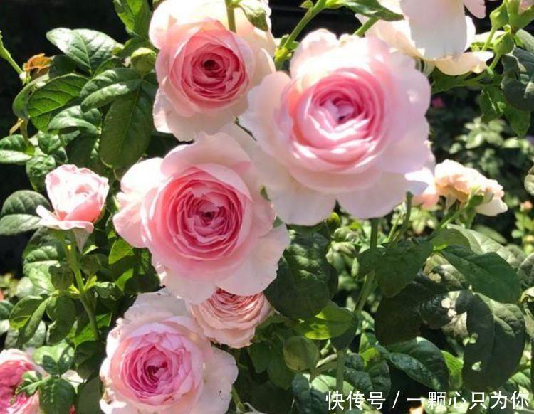 冬天也能种植的花卉，花香易打理，清新又迷人