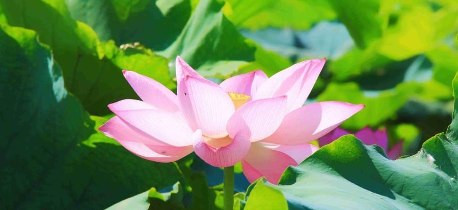 时时|平安是福,时时平凡心,人生好无限!