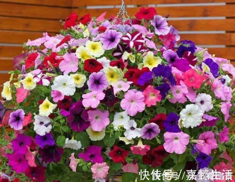 吉祥|家里就养4种花,耐旱又耐晒,吉祥富贵,红红火火好运来!