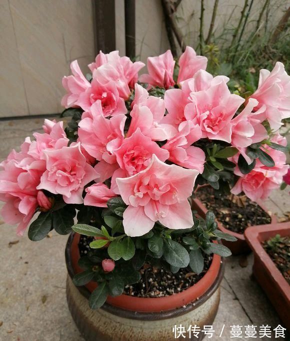 过期小药片不要丢，尤其是这3种，用来养花，生根快开花多