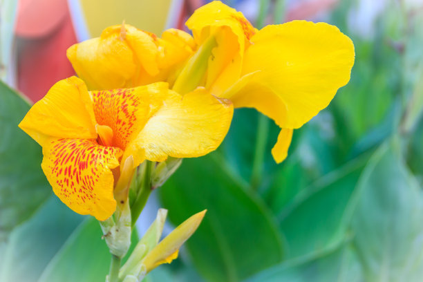 如何养殖美人蕉,注意几点,花色艳丽明亮,叶子绿油有光泽