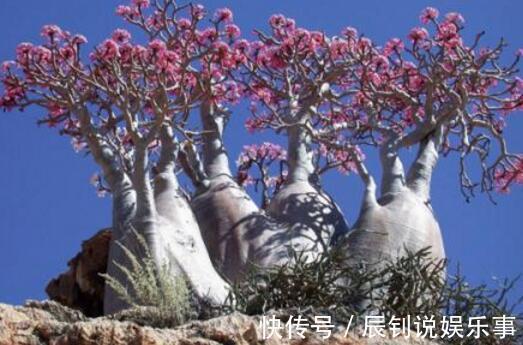 7种“富贵花”,客厅养一盆很合适,越养越值钱,能活一百年