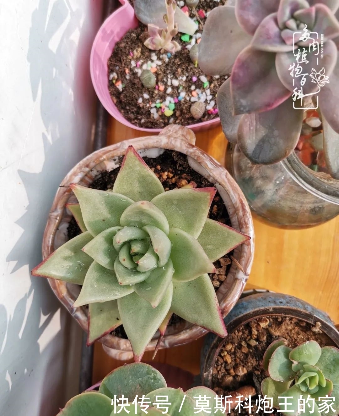 回顾令人难忘的2020年!2021,我定不负美肉不负众望!