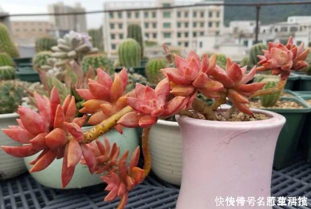 多肉养1盆死1盆?记住这4条规则就能一个劲地长,又肥又漂亮