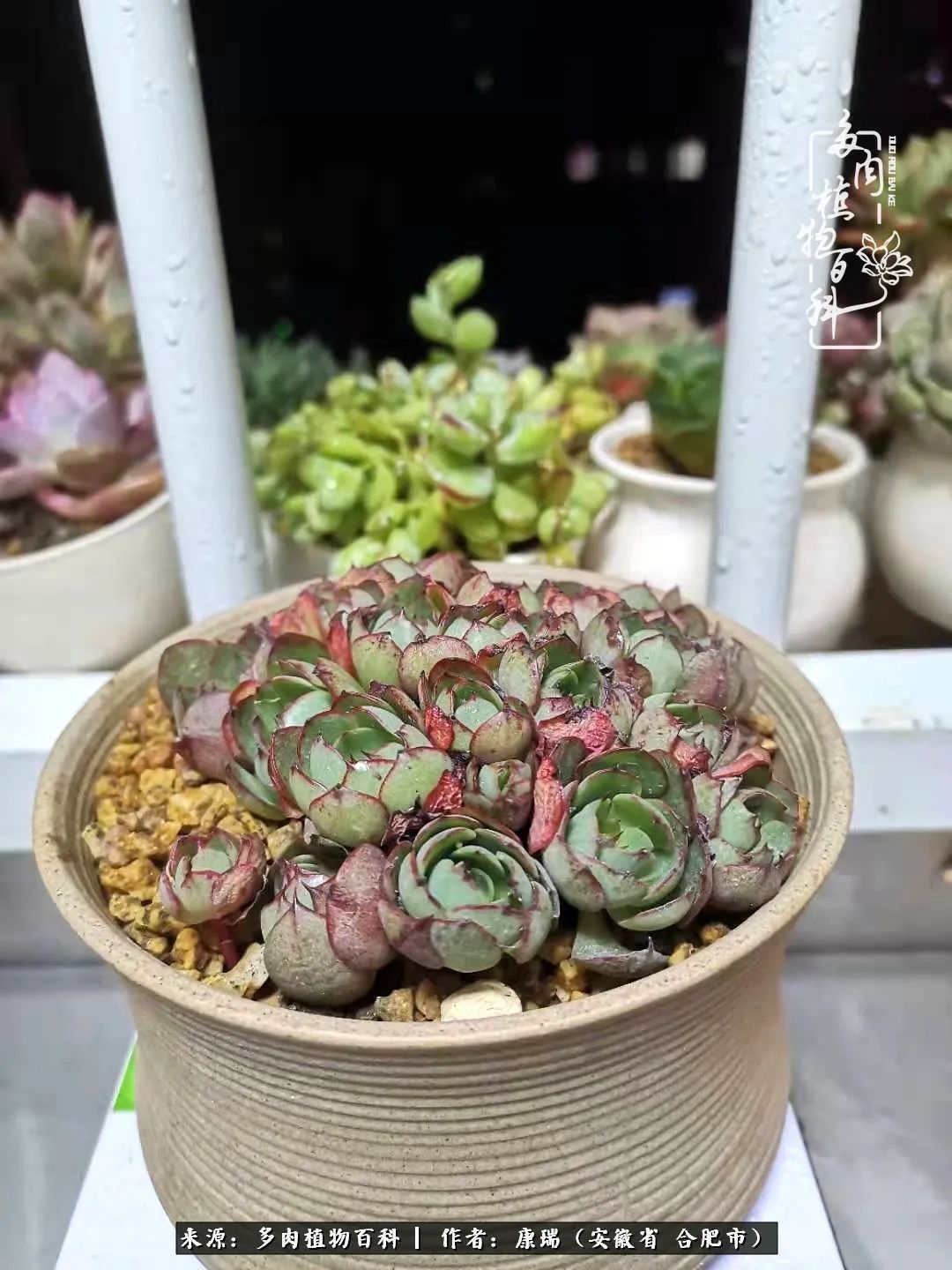 养肉之路,道阻且长,累的是身体,净的是心灵!