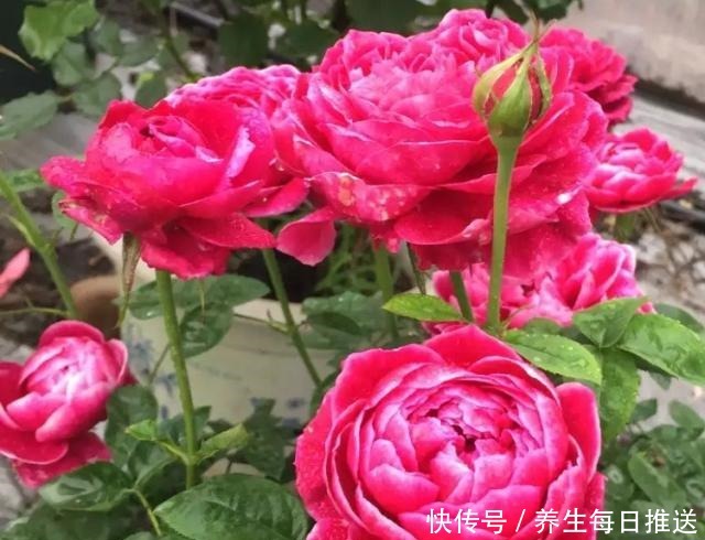 教你自制“氮磷钾肥”,月季开花少,给它用一用,猛开花!