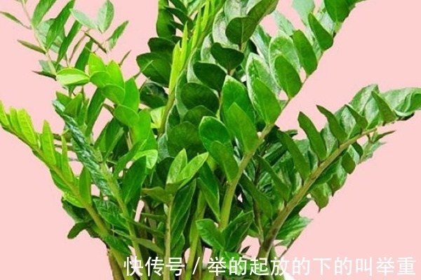 芦荟|家里养4种耐旱花，一月浇1次就能长得很好，适合新手！