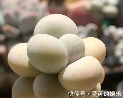 多肉奶酪怎么快速养出群生老桩，注意什么事项