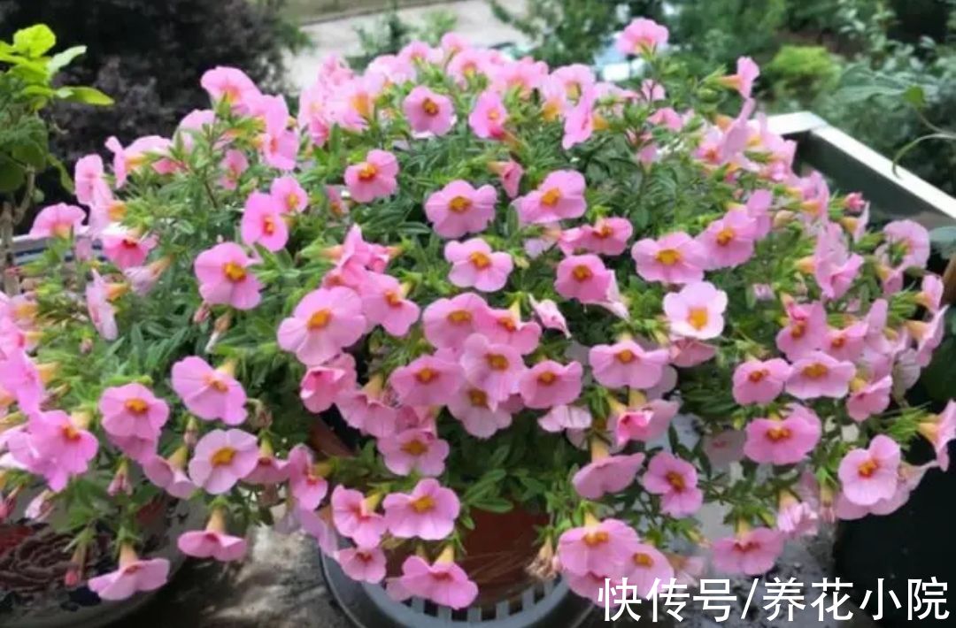 养花怎么能少了花肥?自制四种“肥料”,养啥花都旺盛