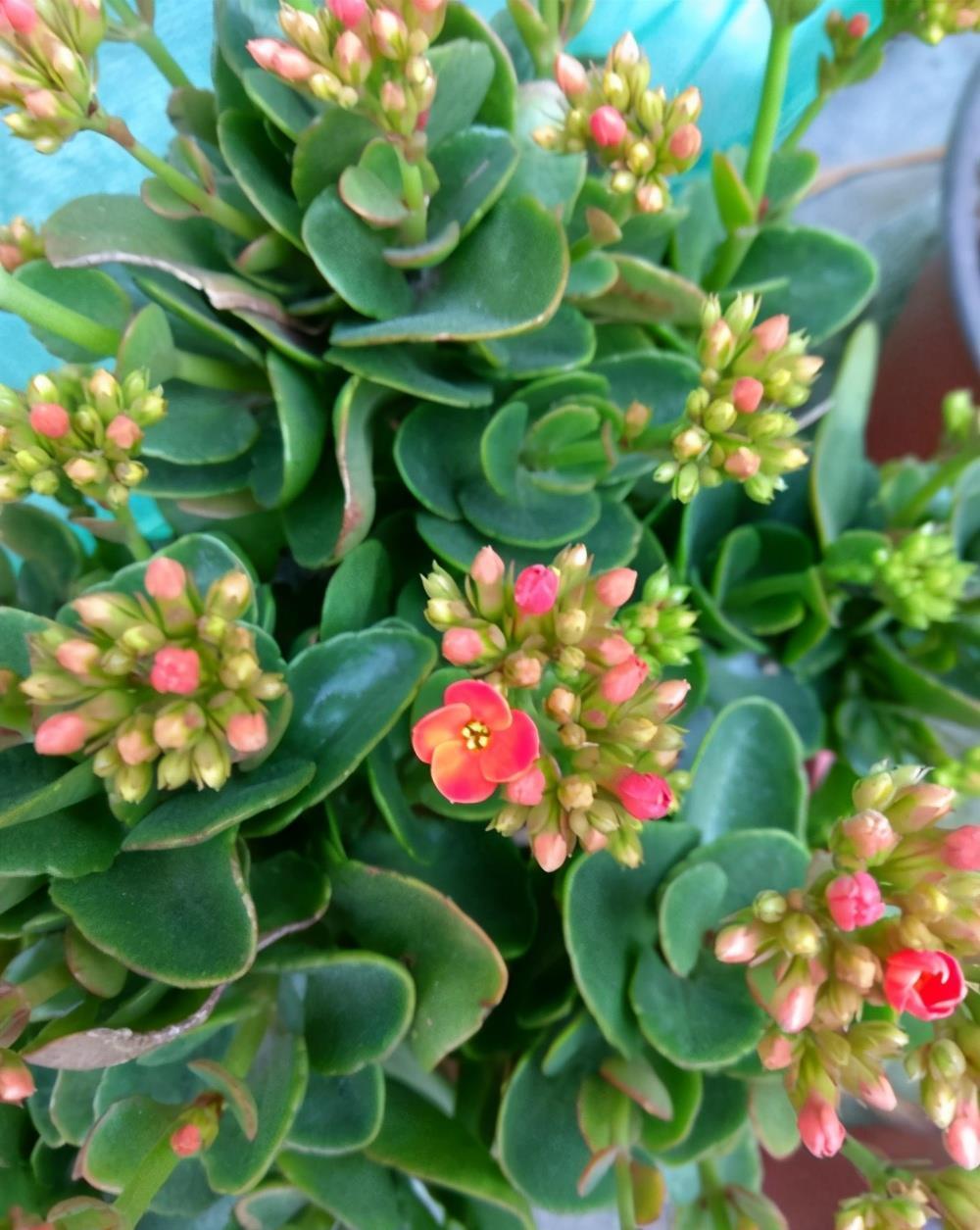 盘点长寿花家族7大常见品种,看看有哪些,你家里有吗?