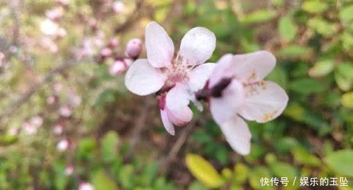 老年|赏心悦目！春天里的泾阳百花鲜