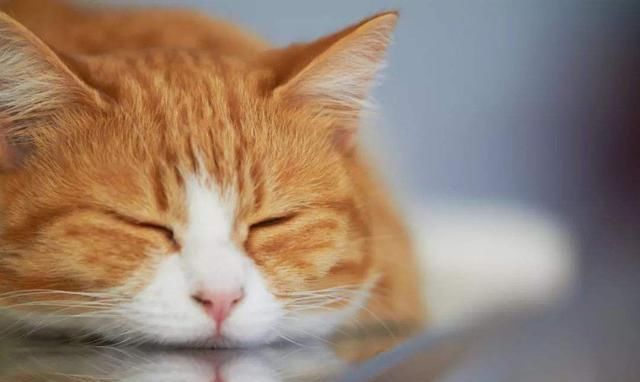 半个月的小奶猫尿血