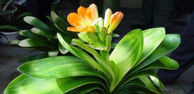 家养君子兰总是烂根掌握几个养护技巧,株形挺拔、四季常青